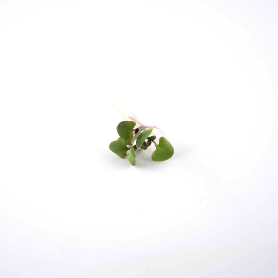 KRISHI CRESS BASIL LEAVES