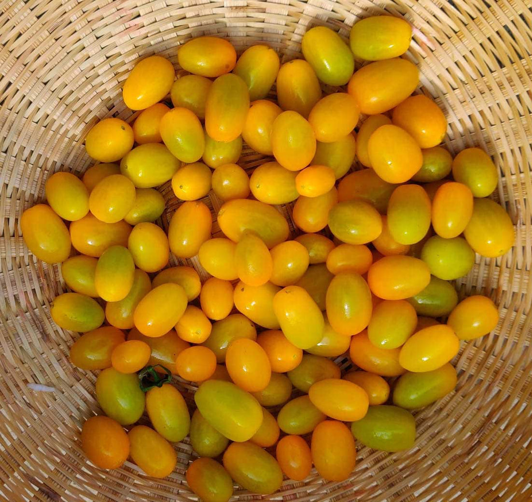 KRISHI CRESS YELLOW CHERRY TOMATOES