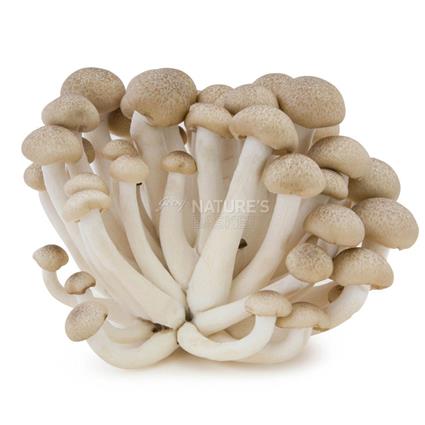 MUSHROOM ( SHIMEJI ) - SuperMarcheStore