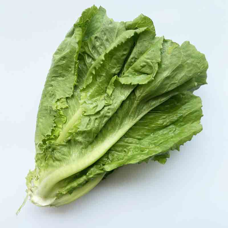 KRISHI CRESS ROMAINE LETTUCE