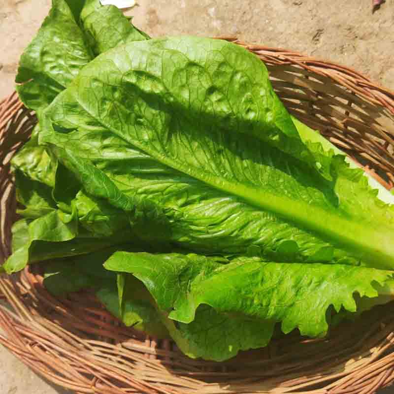 KRISHI CRESS ROMAINE LETTUCE