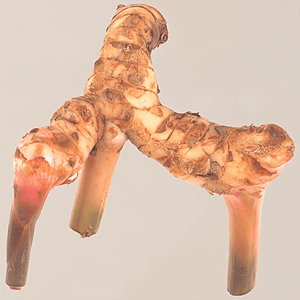 GALANGAL - SuperMarcheStore