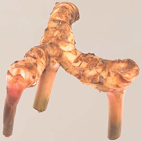 GALANGAL - SuperMarcheStore