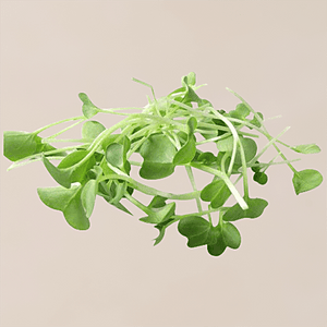 MICROGREENS - SuperMarcheStore