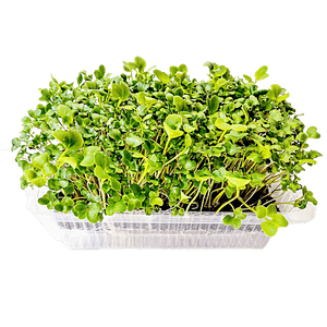 MICROGREENS - SuperMarcheStore