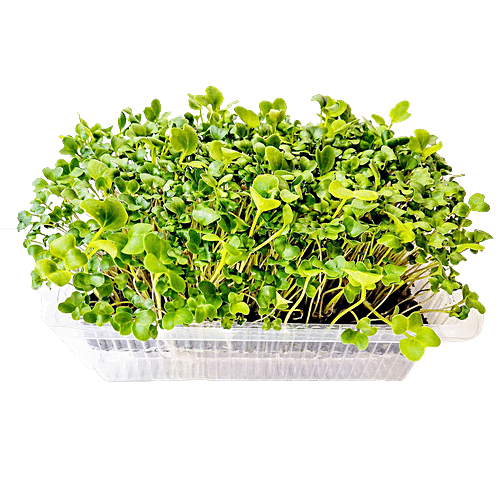 MICROGREENS - SuperMarcheStore