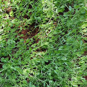 MICROGREENS - SuperMarcheStore