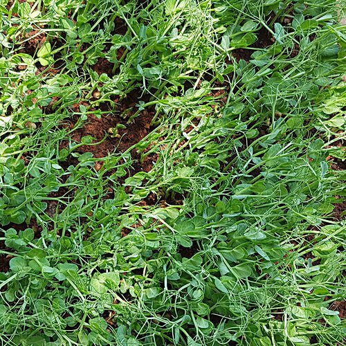 MICROGREENS - SuperMarcheStore
