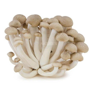 MUSHROOM ( SHIMEJI ) - SuperMarcheStore