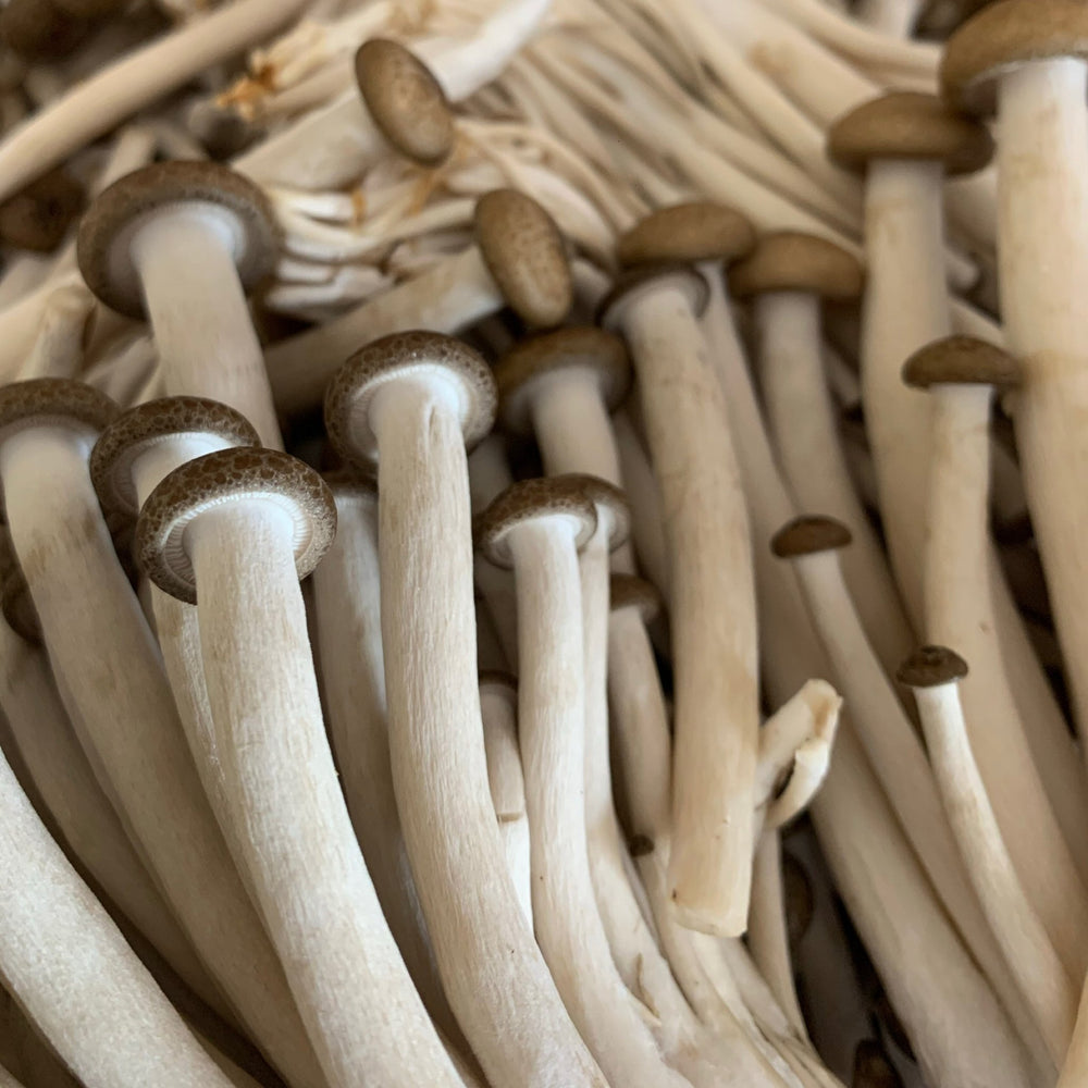 MUSHROOM ( SHIMEJI ) - SuperMarcheStore