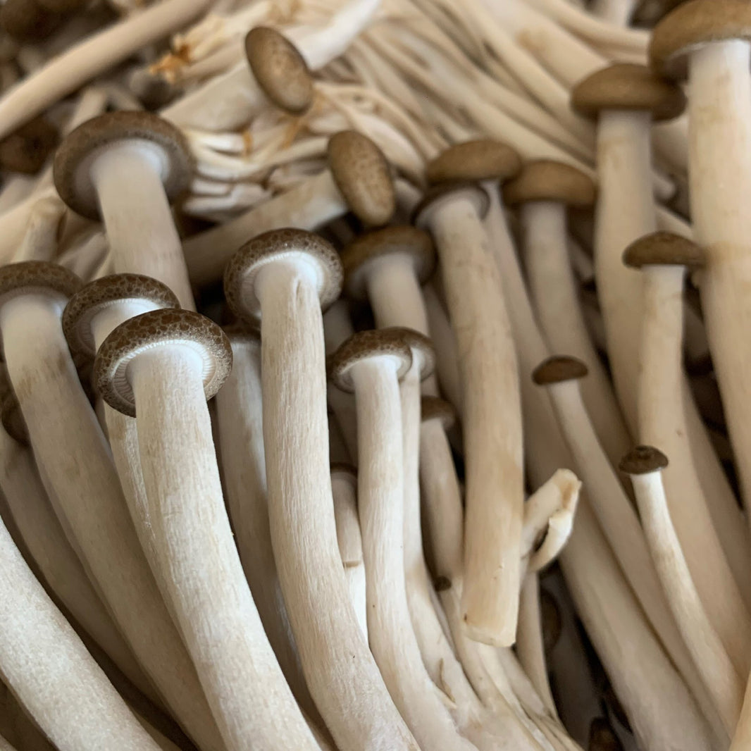 MUSHROOM ( SHIMEJI ) - SuperMarcheStore