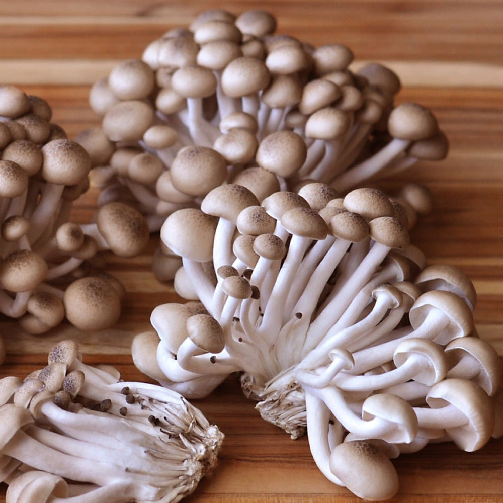 MUSHROOM ( SHIMEJI ) - SuperMarcheStore