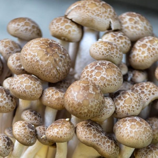 MUSHROOM ( SHIMEJI ) - SuperMarcheStore