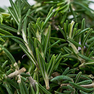 ROSEMARY - SuperMarcheStore