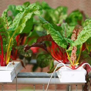 SWISS CHARD - SuperMarcheStore