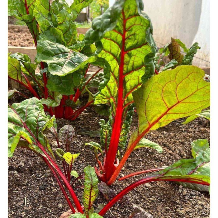SWISS CHARD - SuperMarcheStore
