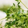 THYME - SuperMarcheStore
