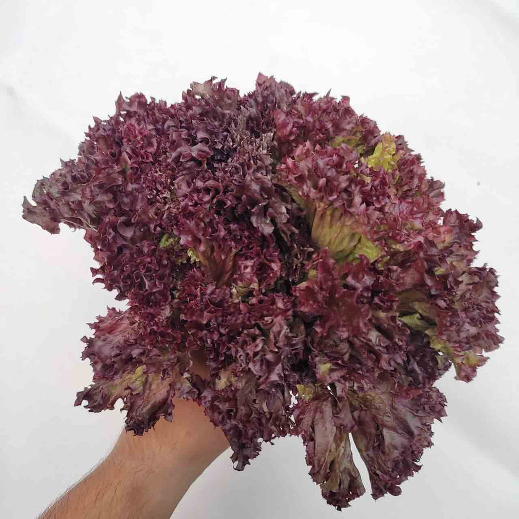 KRISHI CRESS BLACK ROSE LETTUCE